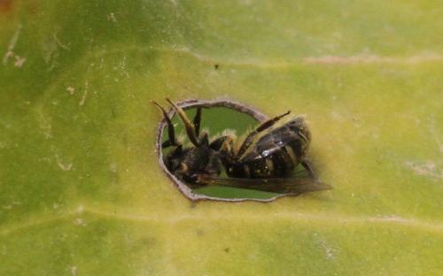 Lasioglossum sp.